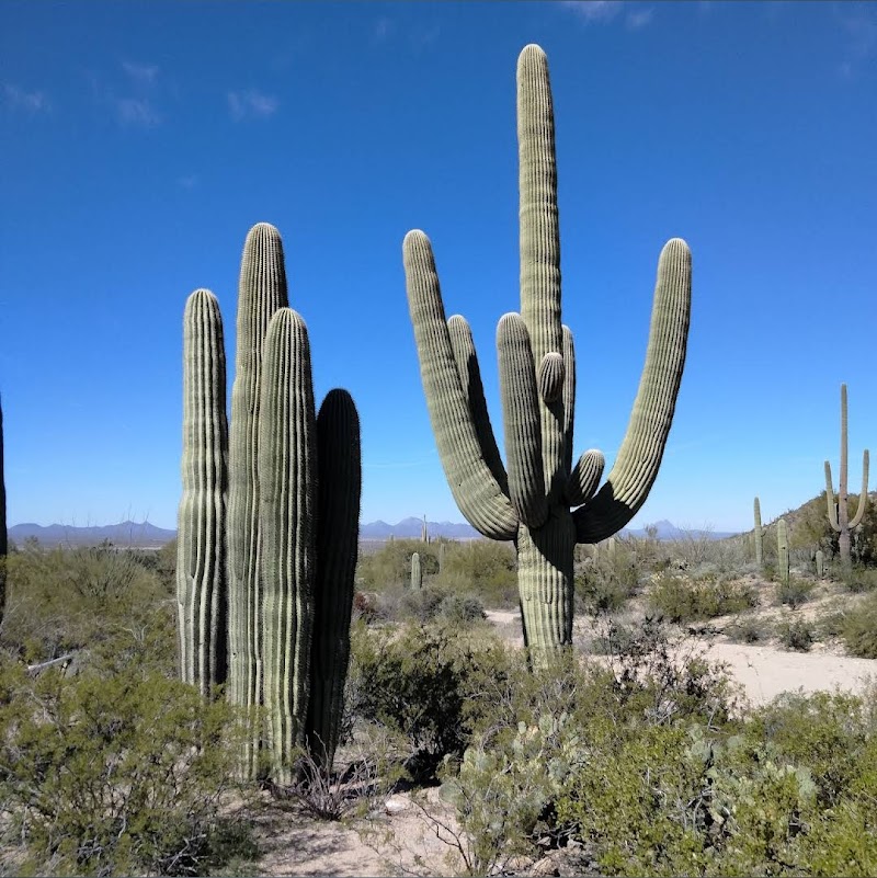 Arizona-Sonora Desert Museum Vending Machine Location