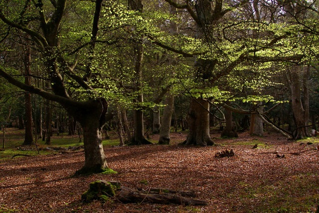 New Forest National Park Vending Machine Location