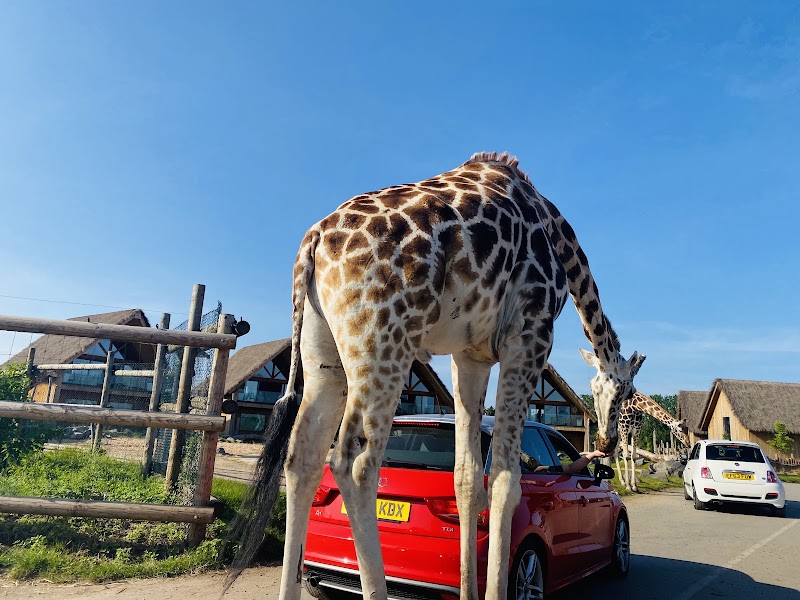 West Midlands Safari Park Vending Machine Location